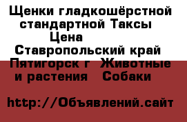 Щенки гладкошёрстной стандартной Таксы › Цена ­ 3 000 - Ставропольский край, Пятигорск г. Животные и растения » Собаки   